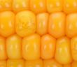 Genetisches Startup Pairwise: Wissenschaft im (Foto: AdobeStock -  mekcar 35462050)
