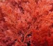 In Mexiko zugelassen: Carragelose-Nasenspray von Marinomed (Foto: AdobeStock - damedias 496695016)