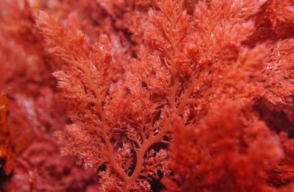 In Mexiko zugelassen: Carragelose-Nasenspray von Marinomed (Foto: AdobeStock - damedias 496695016)
