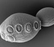 Meilenstein erreicht: Halbsynthetische Hefe mit künstlichem Erbgut (Foto: Cell/ Zhao et al.)